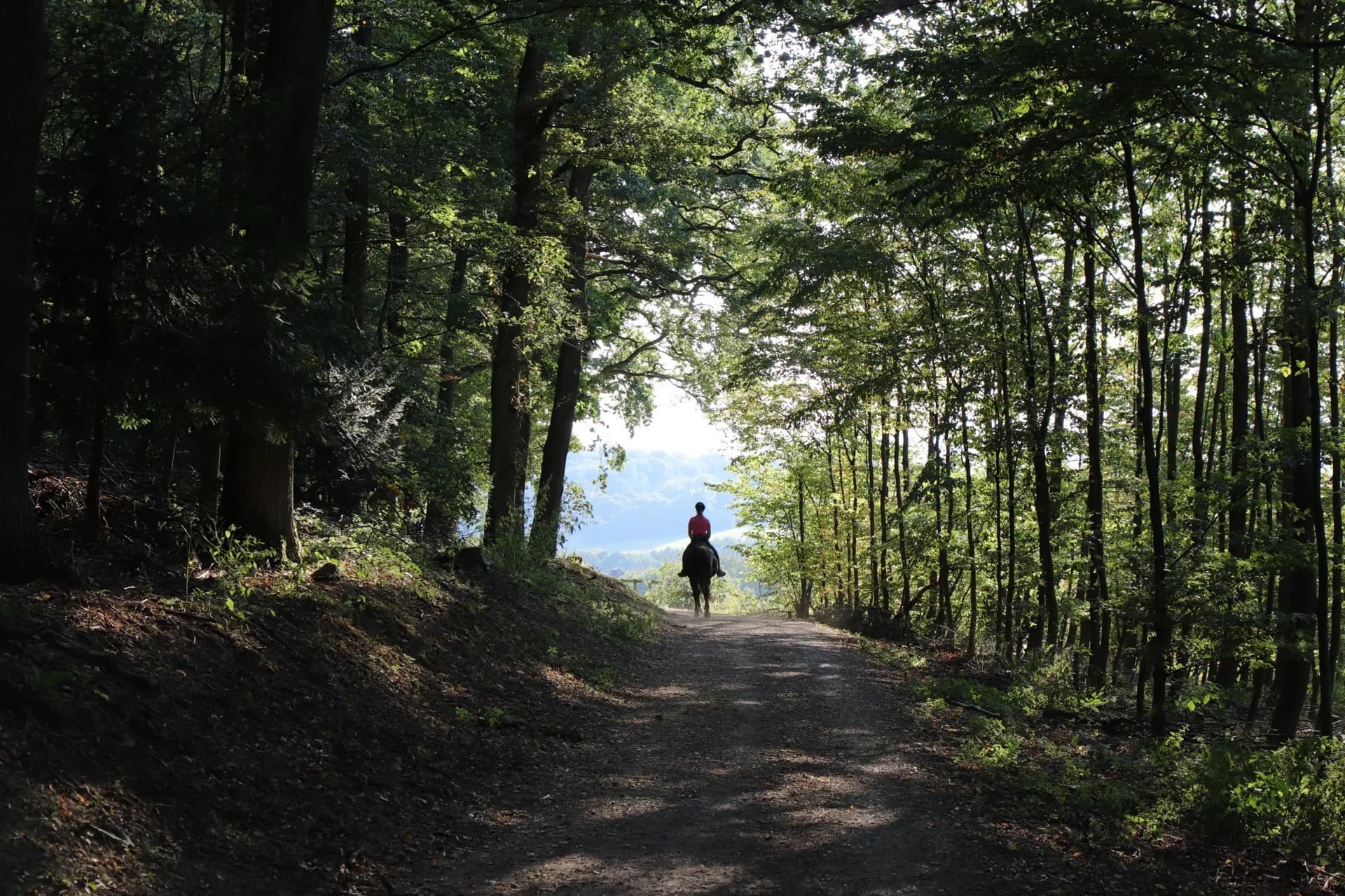 Waldweg am Gartenberg in Goldbach