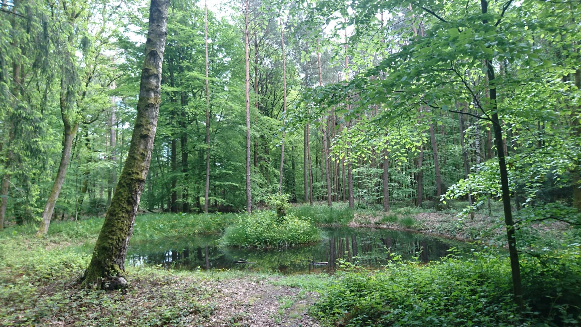 Waldweiher im Spessart bei Roßbach in Leidersbach