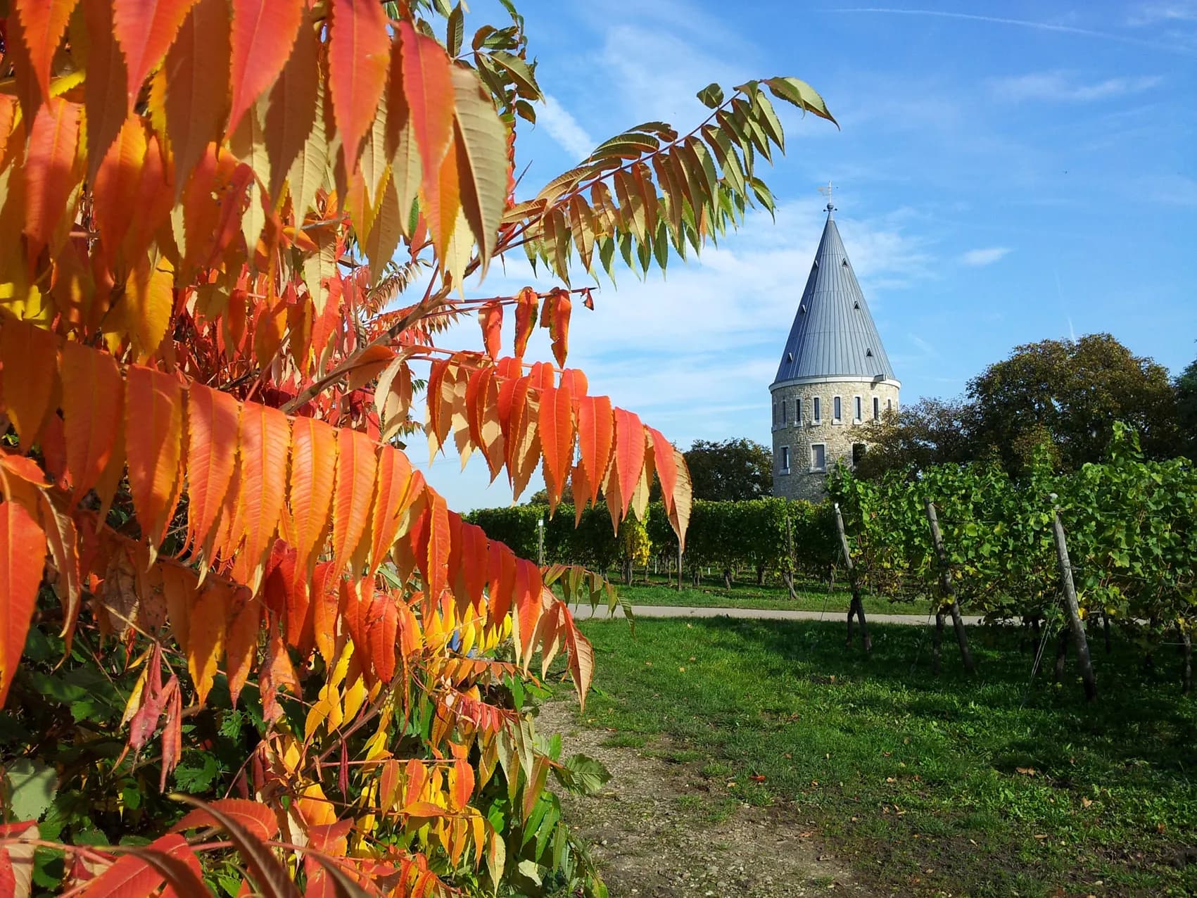 Flörsheimer Warte im Herbstlaub bei Flörsheim am Main