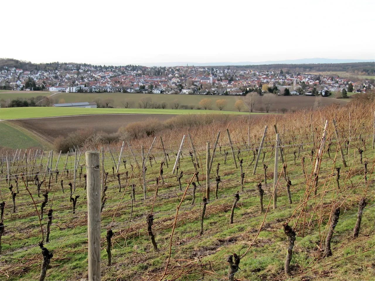 Weinberg am Roßberg über Roßdorf