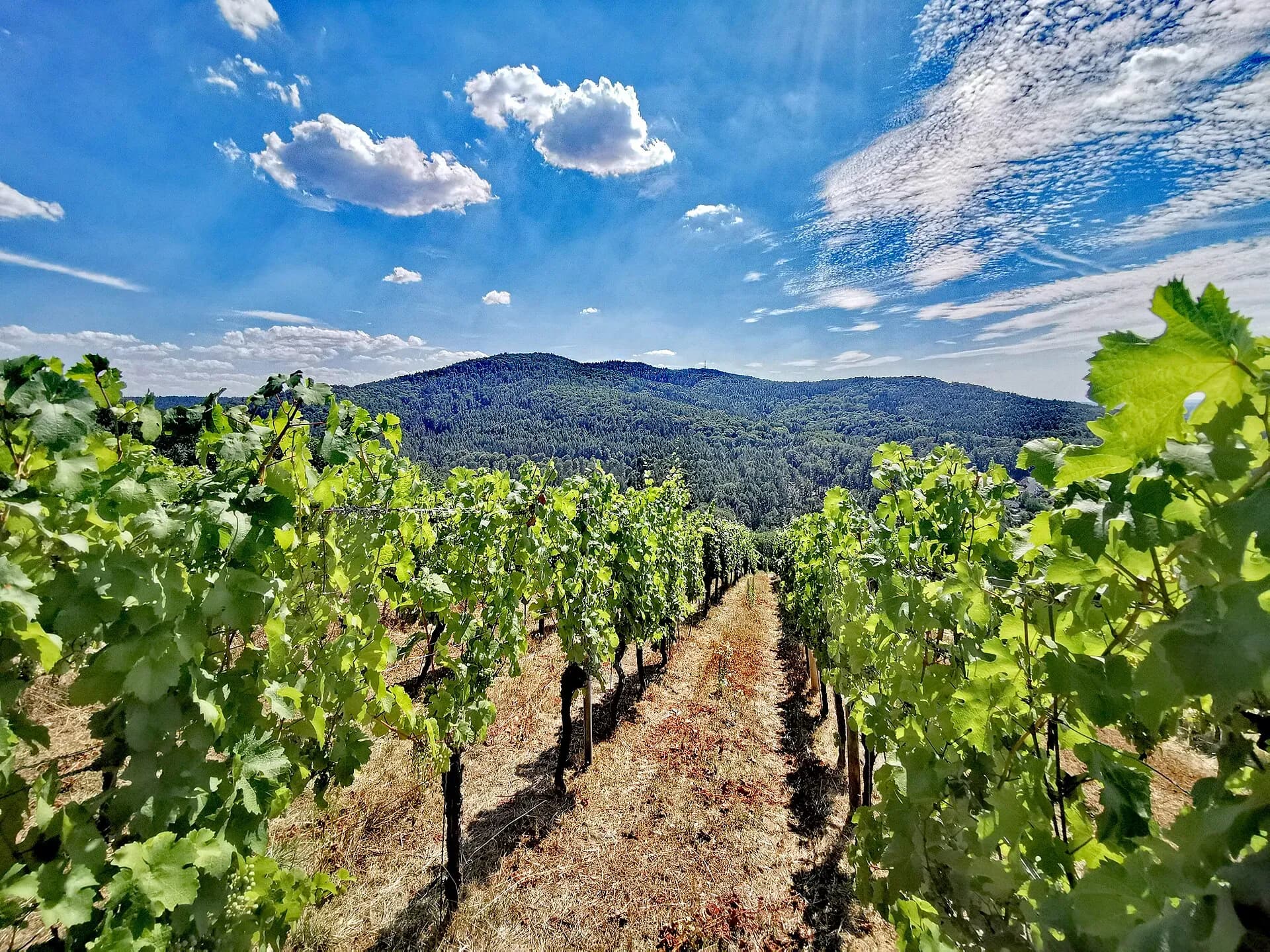 Weinberg Apostelgarten vor dem Hahnenkamm bei Alzenau