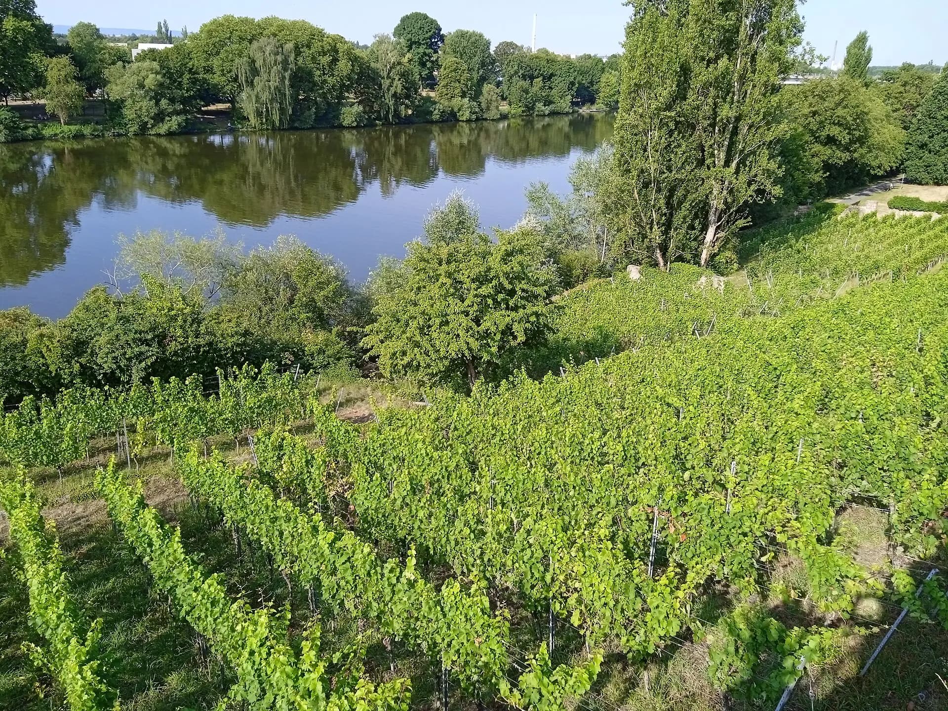 Weinberg am Mainufer in Aschaffenburg