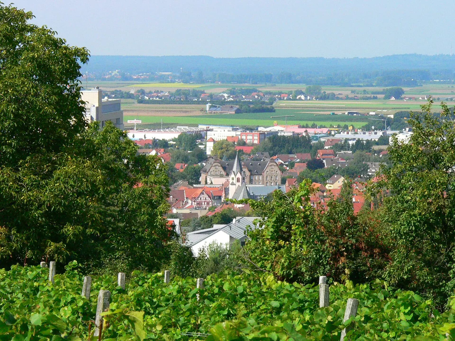 Blick über den Weinberg auf Groß-Umstadt