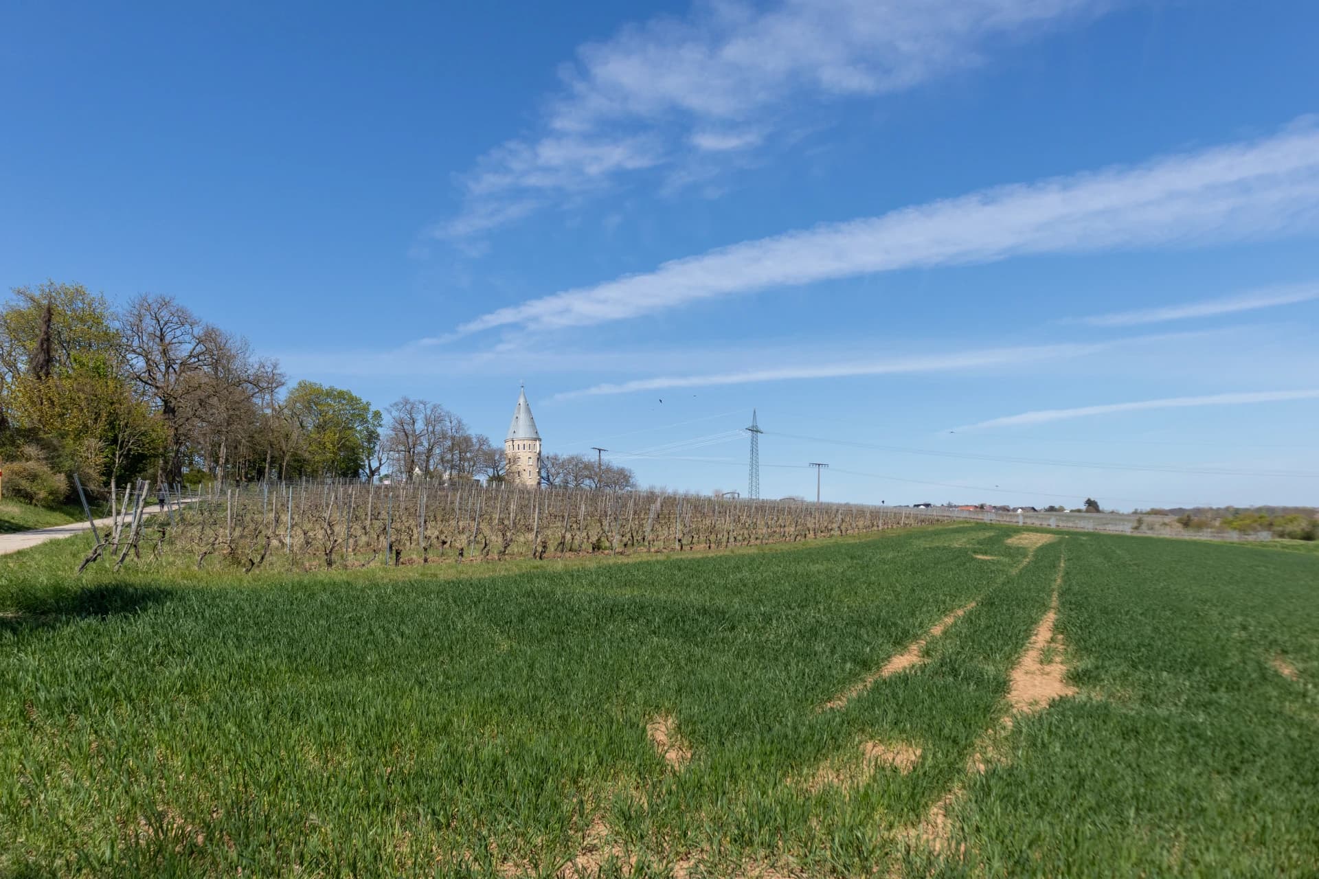 Weinberge am Flörsheimer Herrnberg in Flörsheim am Main