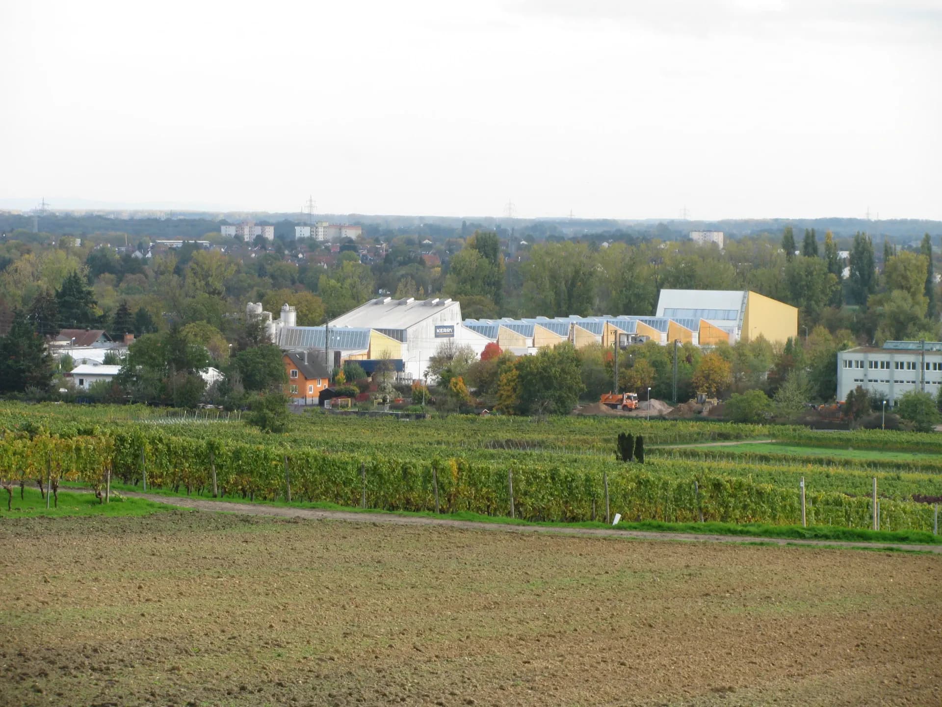 Blick über Weinberge auf Hochheim am Main