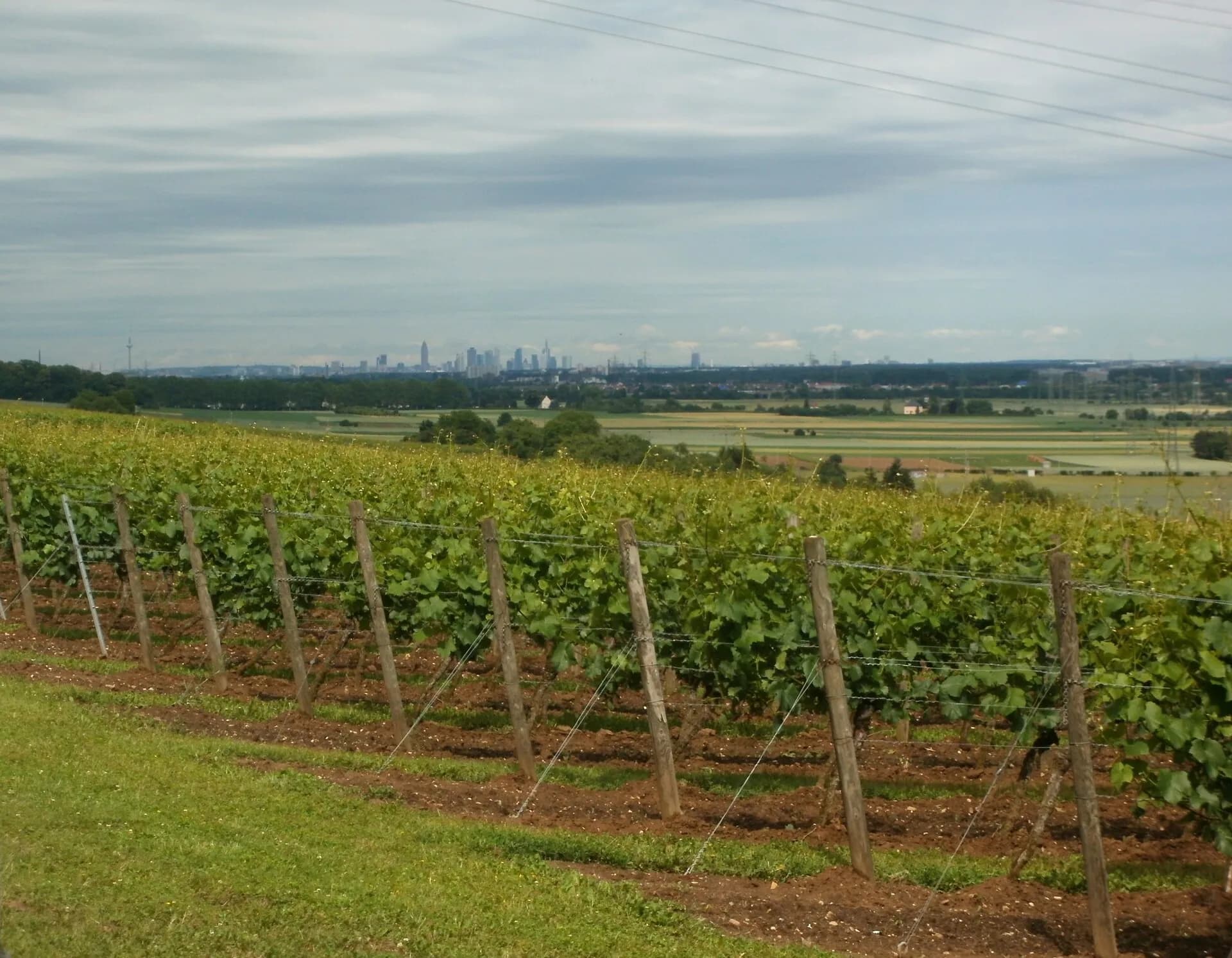 Weinberge bei Flörsheim am Main mit der Frankfurter Skyline im Hintergrund
