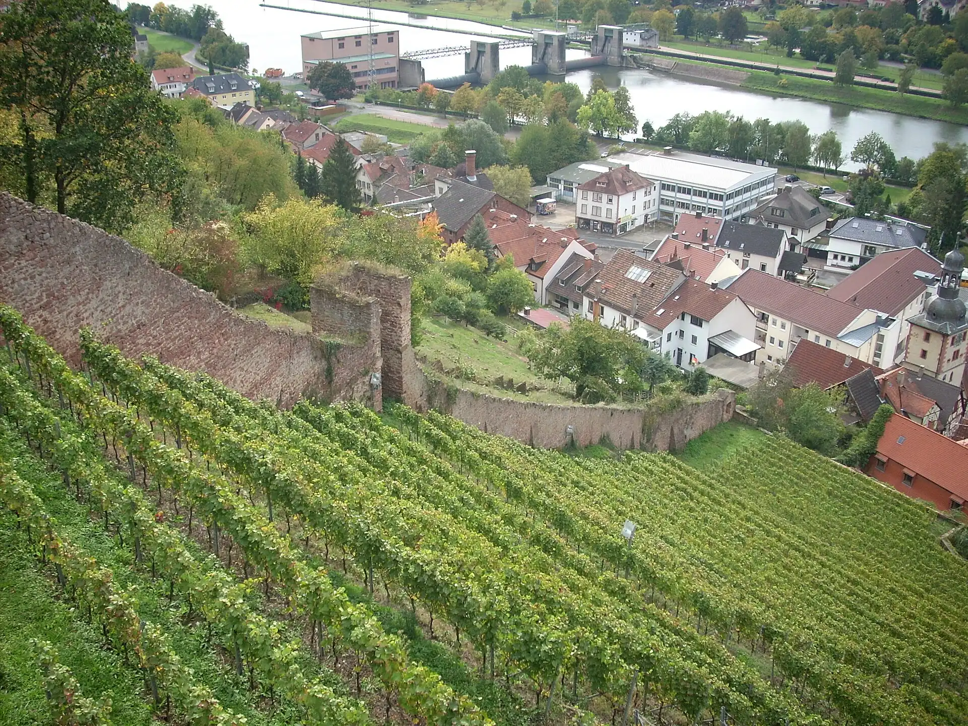 Weinbergterrassen mit Stadtmauer über der Altstadt in Klingenberg am Main