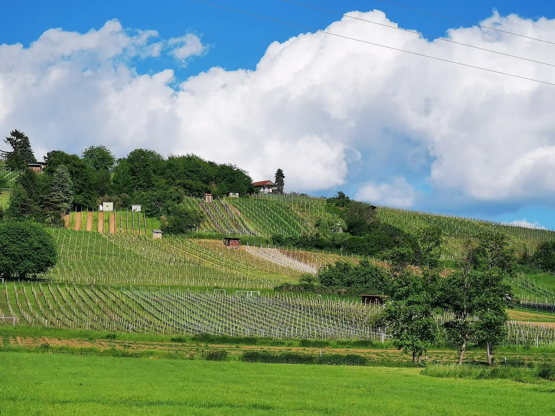 Weinlage am Reuschberg bei Alzenau