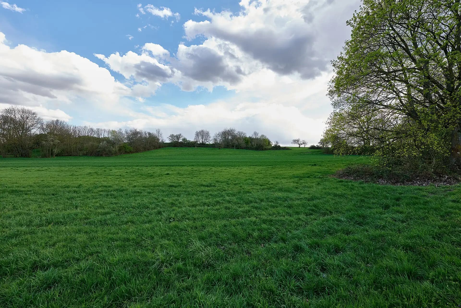 Wiese im Frühling am Frankfurter Berg