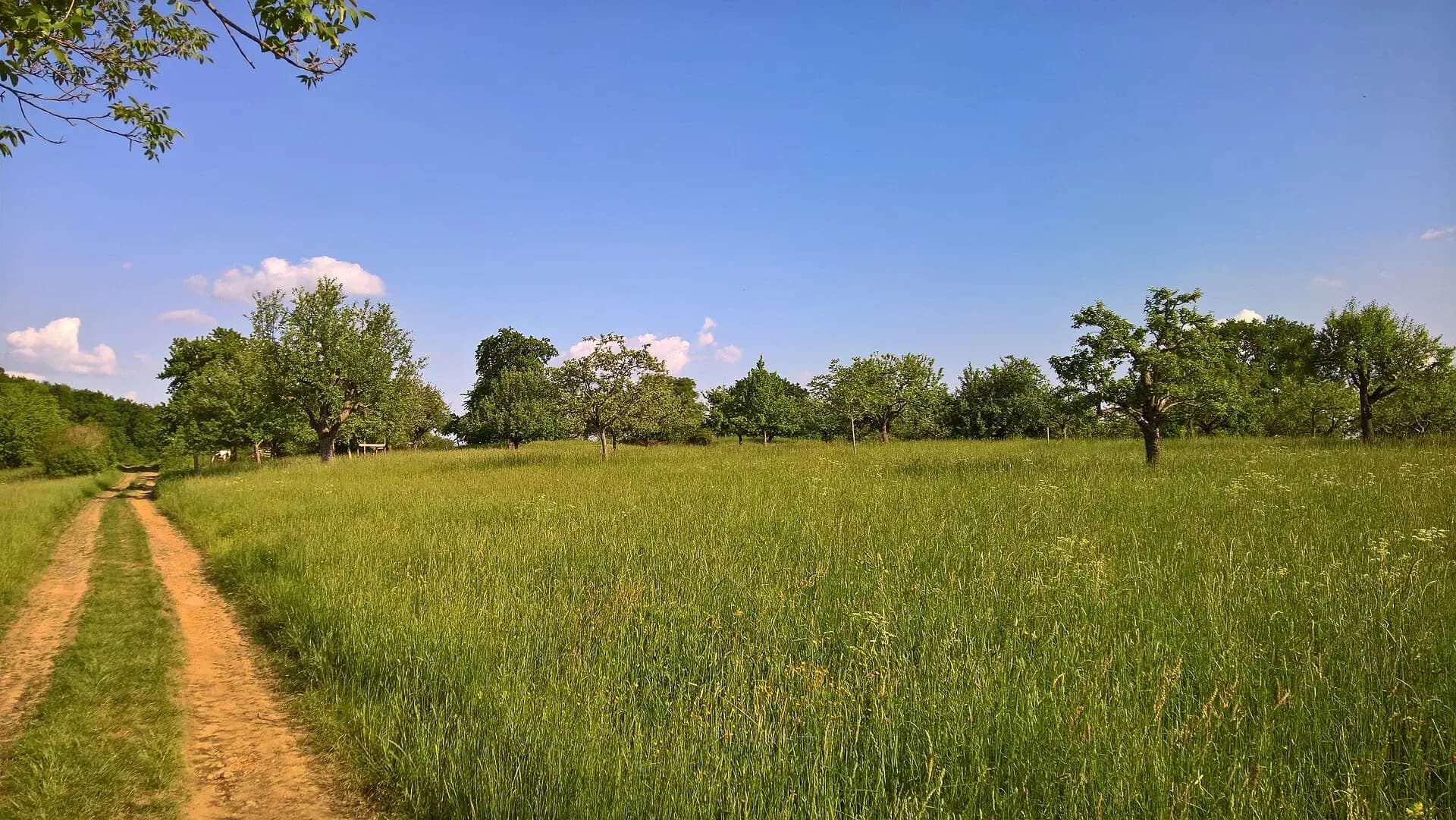 Wiesenweg am Wingertsberg in Babenhausen-Langstadt