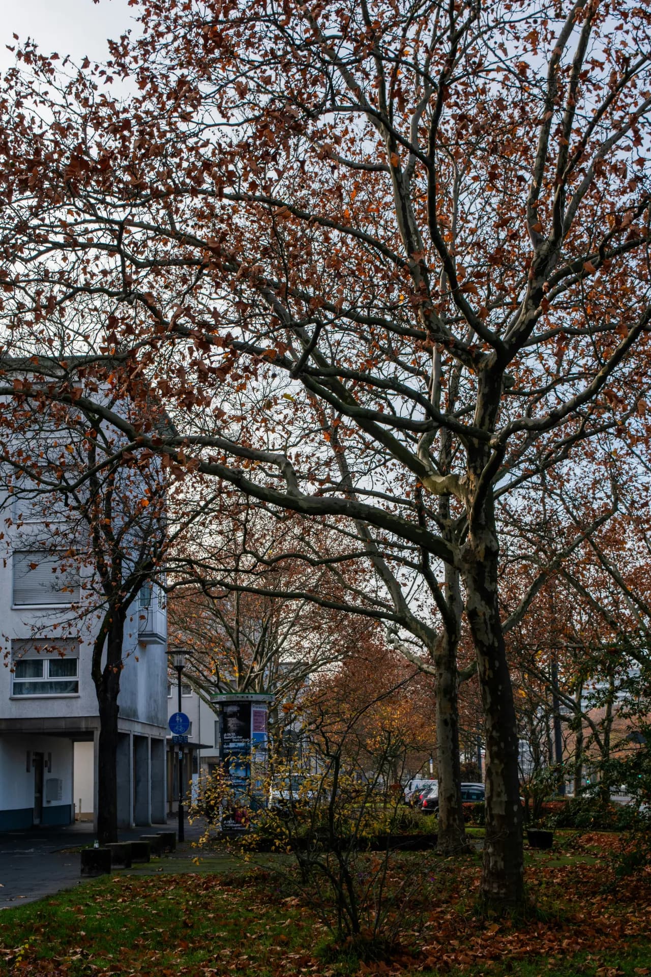 Platanen im Wohngebiet im Herbst in Darmstadt