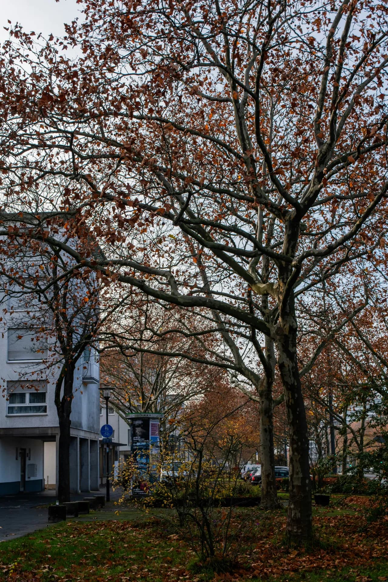 Platanen im Wohngebiet im Herbst in Darmstadt