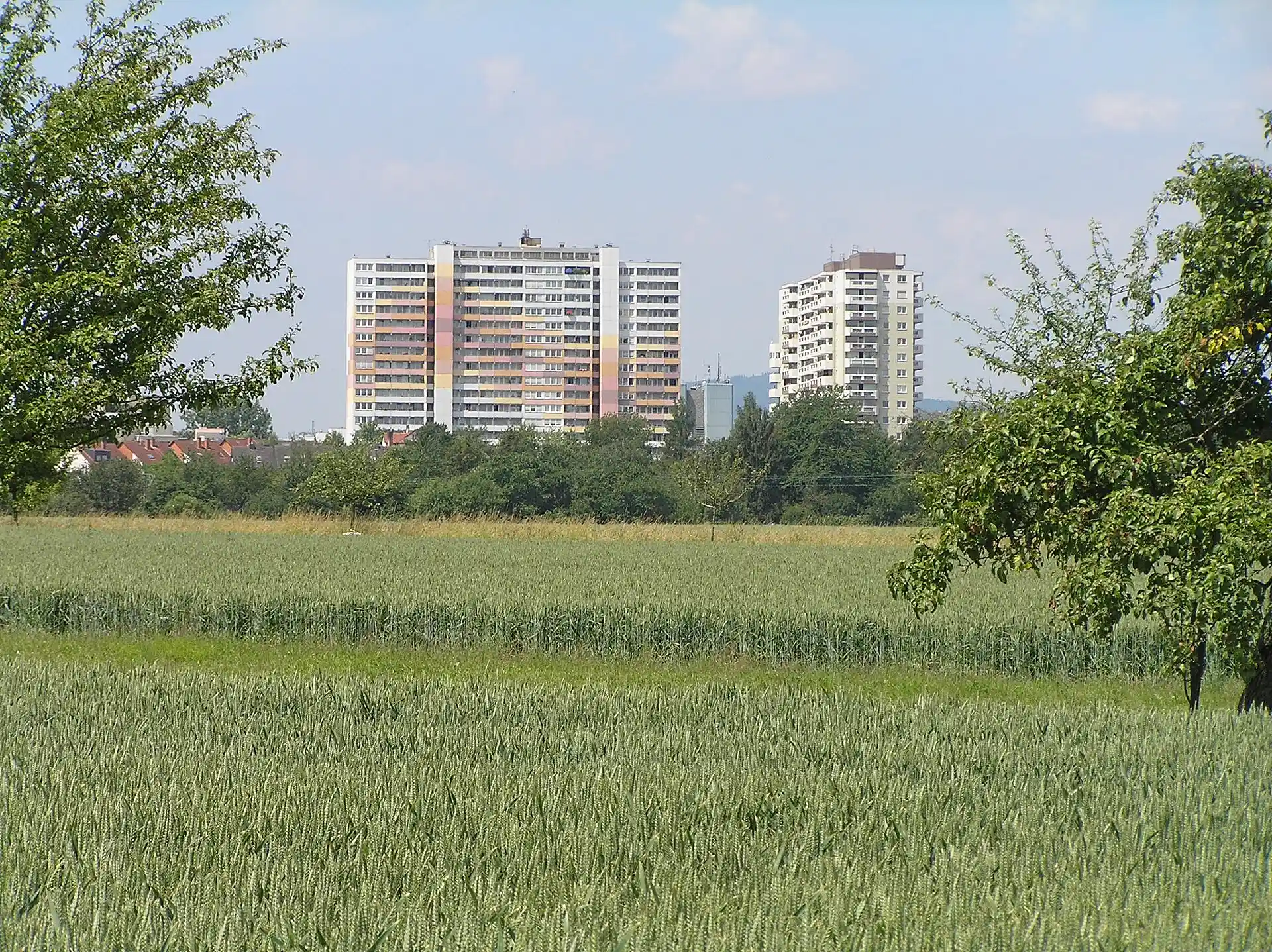 Wohnhochhäuser über einem Getreidefeld in Frankfurt Nieder-Eschbach
