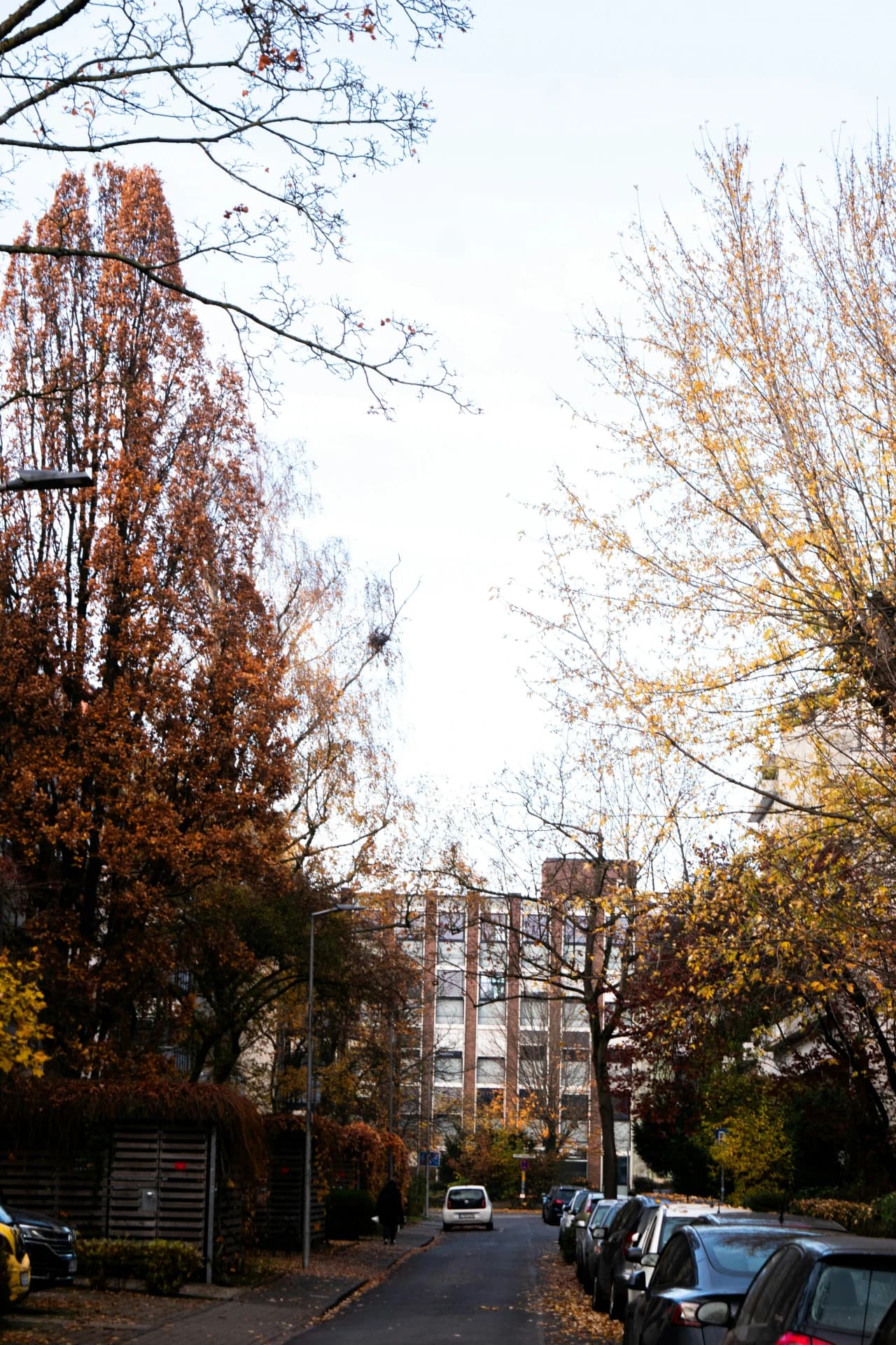 Herbstliche Allee in einer Wohnstraße in Darmstadt
