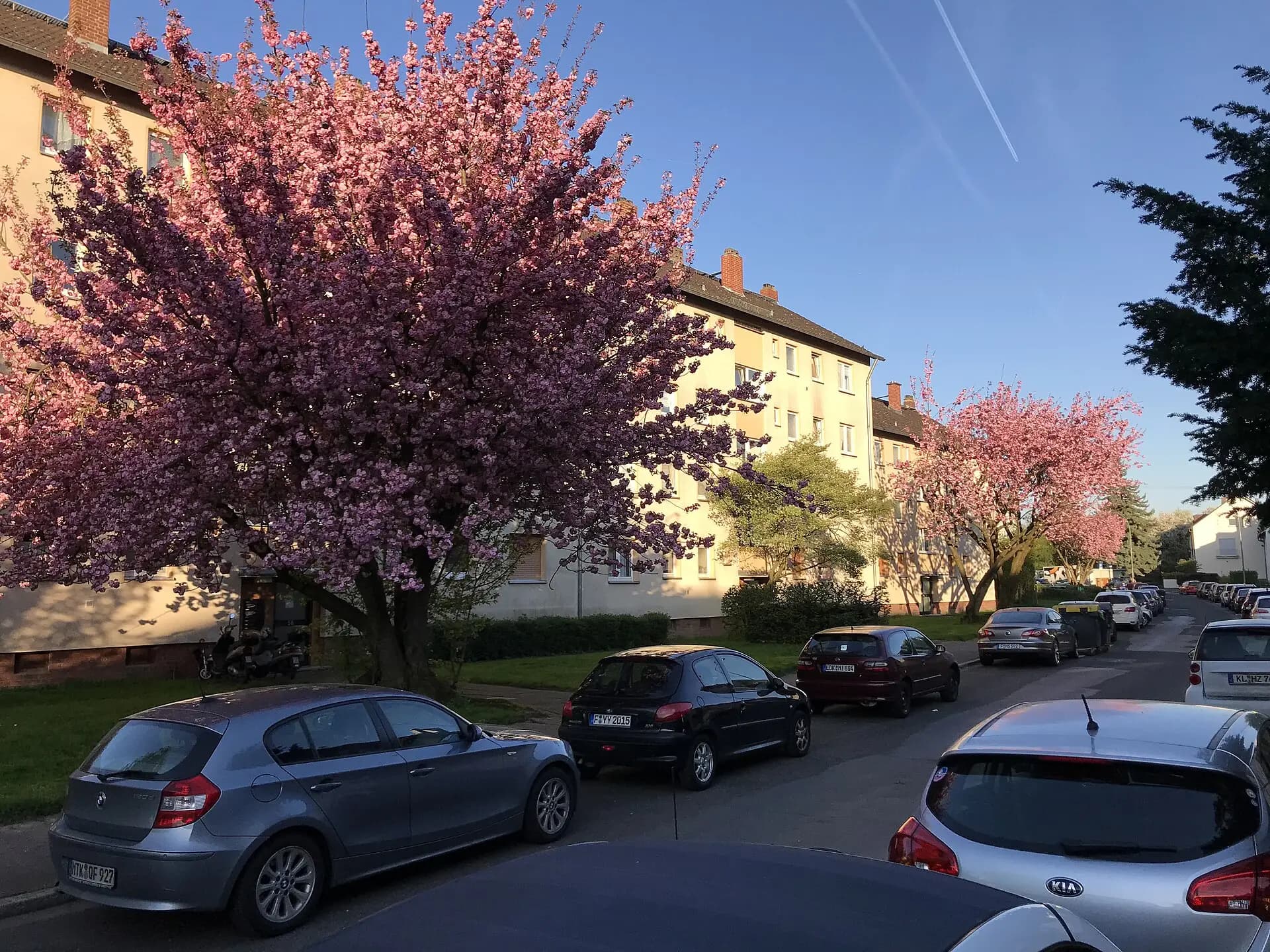 Wohnstraße mit Blütenbäumen in Frankfurt Sossenheim