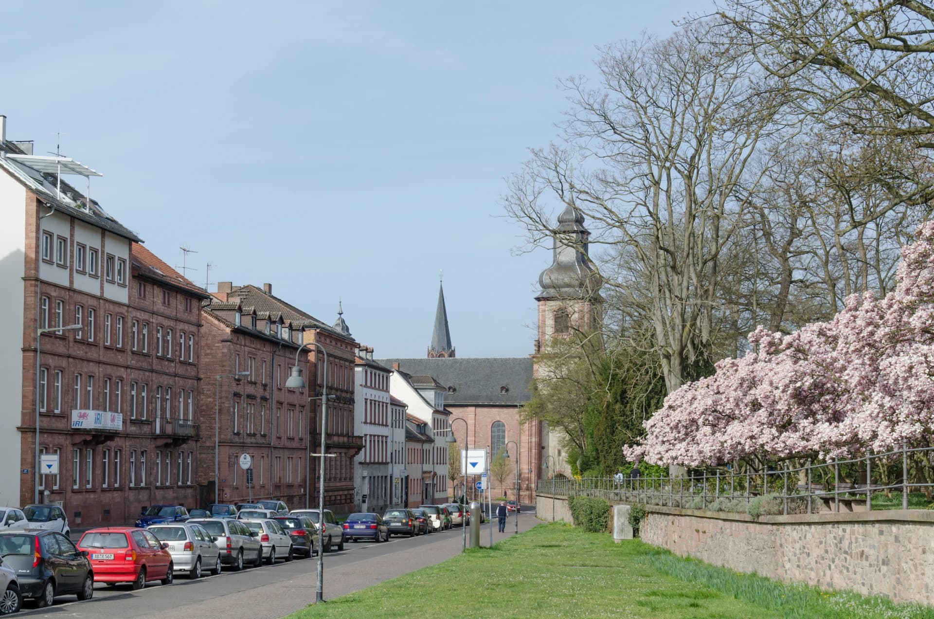 Würzburger Straße mit blühender Magnolie in Aschaffenburg