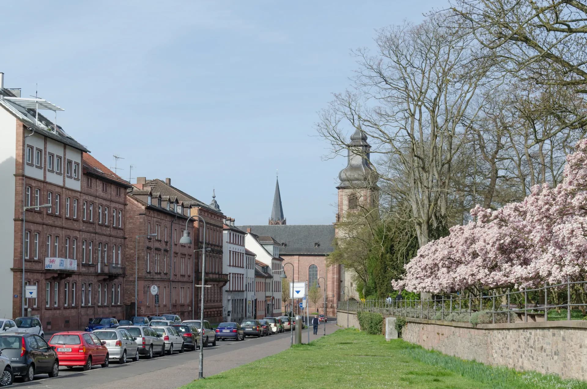 Würzburger Straße mit blühender Magnolie in Aschaffenburg